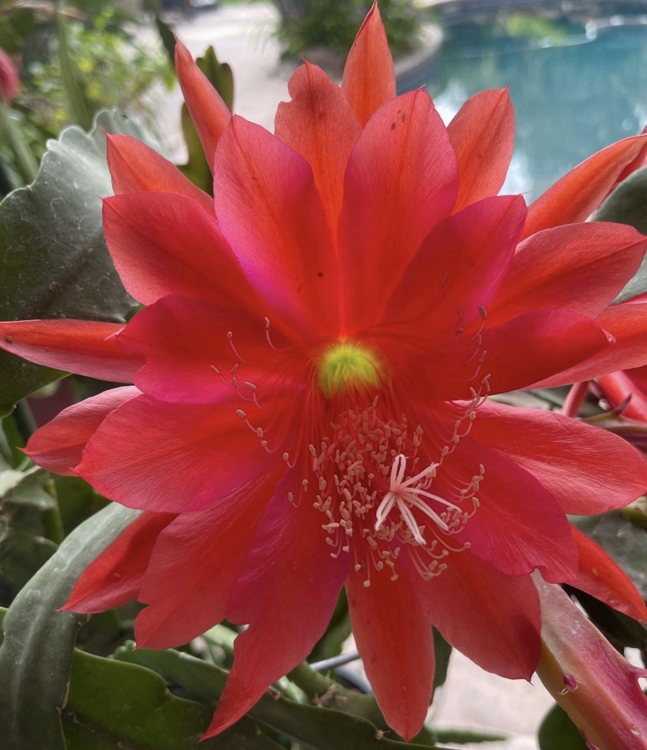 10 +2 Mystery Color NOID Epiphyllum Orchid Cactus Cuttings, 7-10in. Long