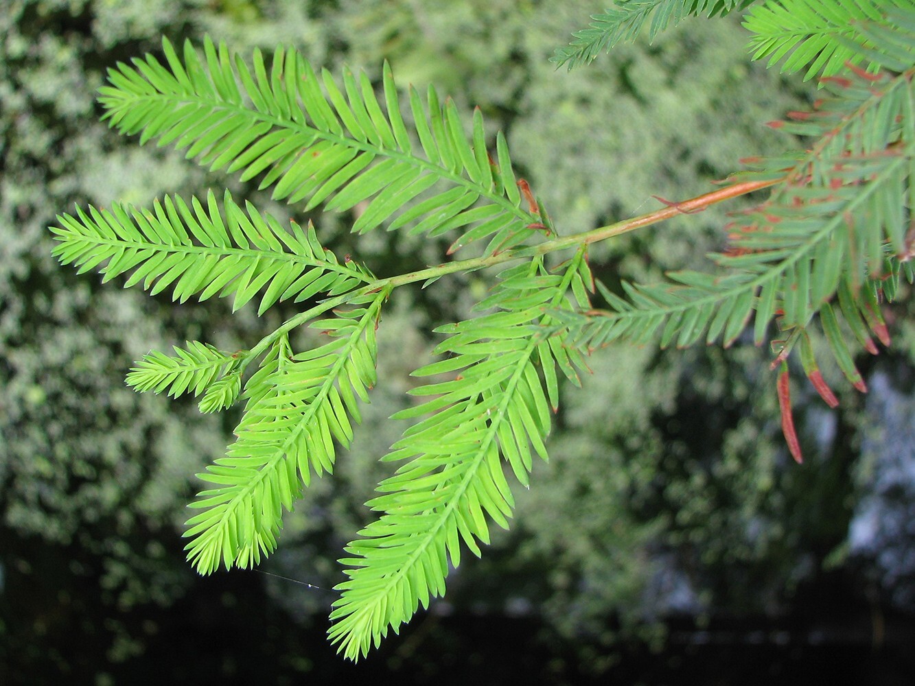 Southern Bald Cypress Tree | Premium Seeds | Taxodium distichum ‘Fall’ | Plants’
