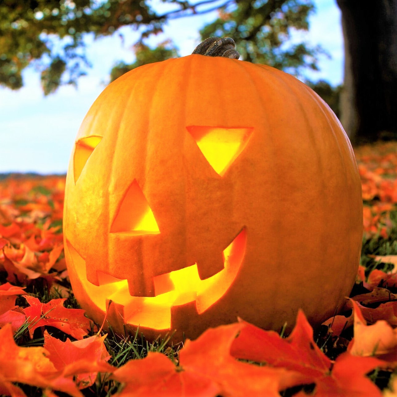 Jack O’ Lantern Pumpkin Seeds |Patch Pumpkins Carving Squash Vegetable Seed 2024