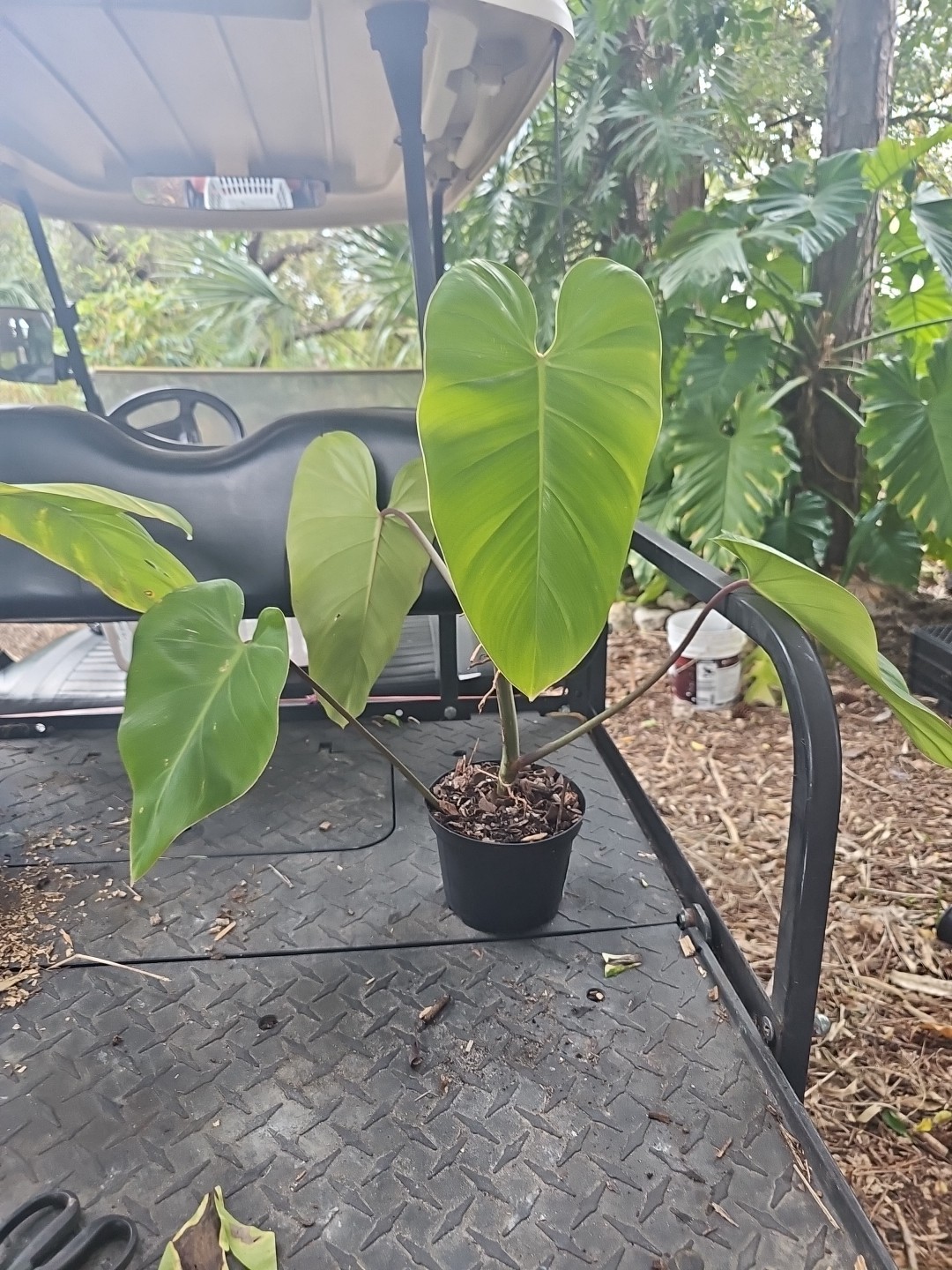 Large Matured Rooted Top Cutting Philodendron Green Emerald Live Plant