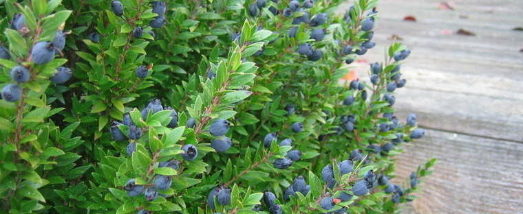 True Blue Sweet Myrtle (Myrtus communis L.) 30 Seeds (06)