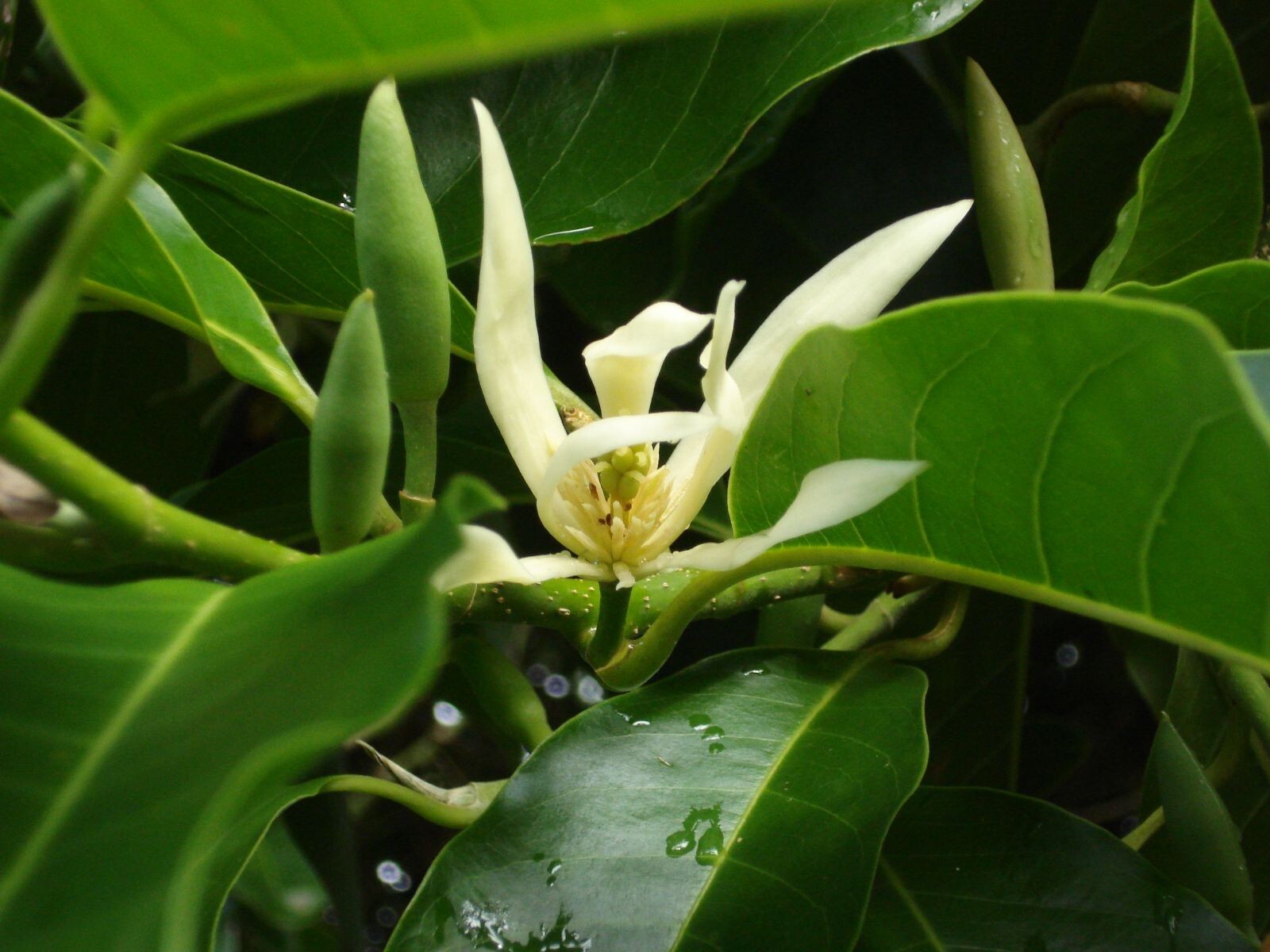 Sweetbay Magnolia (Magnolia virginiana “Silver Mist”) – TC Plant Plug -3-6 in