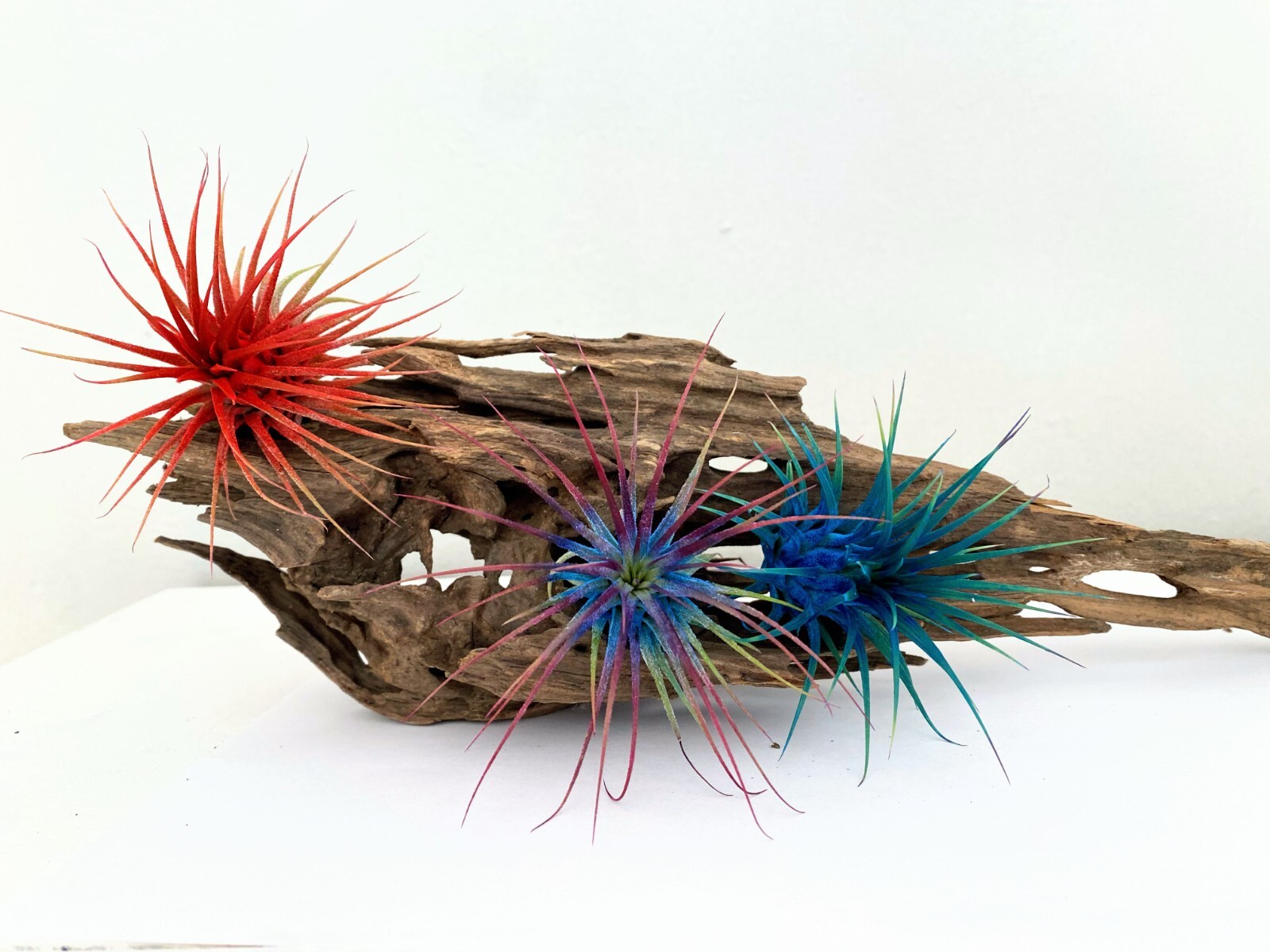 Air Plant 3 Pack Assortment – 3 COLORs of Tillandsia Airplants Free SHIPPING