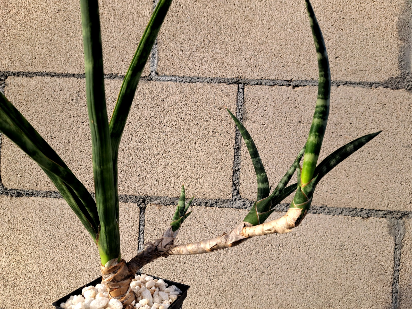 Sansevieria Fernwood Bonsai Tree Draceana Plant Houseplant Succulent