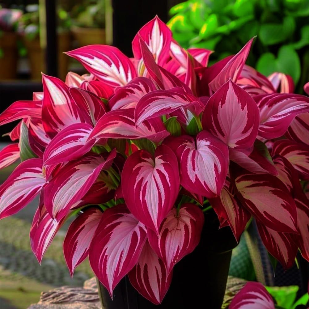 Mixed Hosta Seeds Collection(300+ Seeds)Variegated & Blue Foliage Shade Plants
