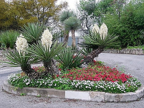Banana yucca, Yucca baccata, Shrub Seeds (Hardy, Edible, Showy)