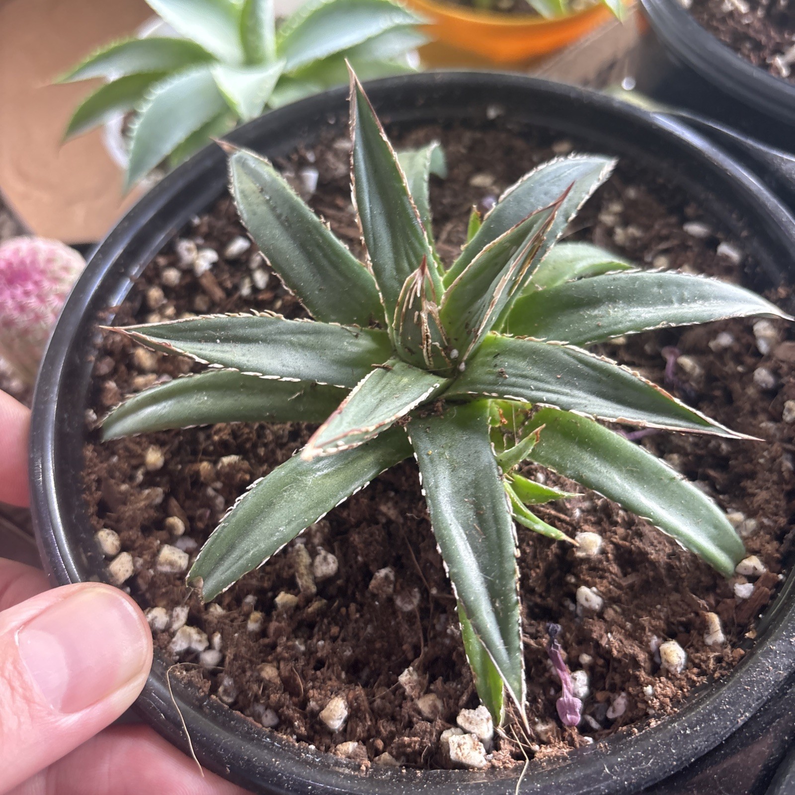 Agave victoriae-reginae potted 6 in pot