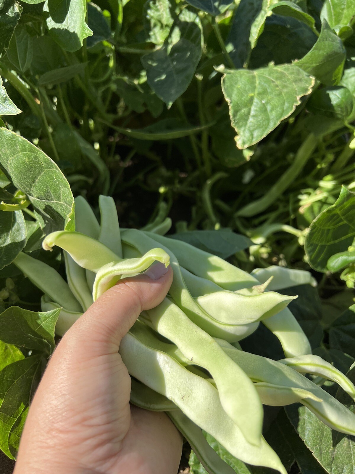 60Ct Bush Bean Seeds Vegetable Garden Heavy producer NON-GMO 60粒高产地豆王、无架白不老种子
