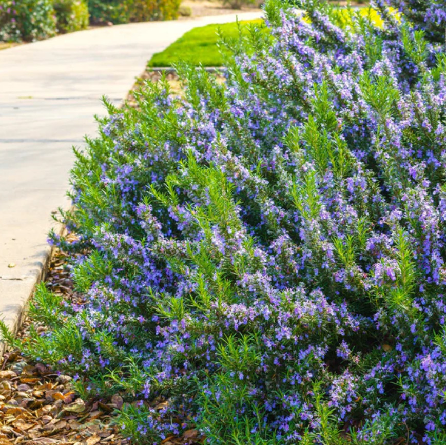 3 Tuscan Blue Rosemary Plants Live, 3–5″Tall, Evergreen Garden Herb, Ship No Pot