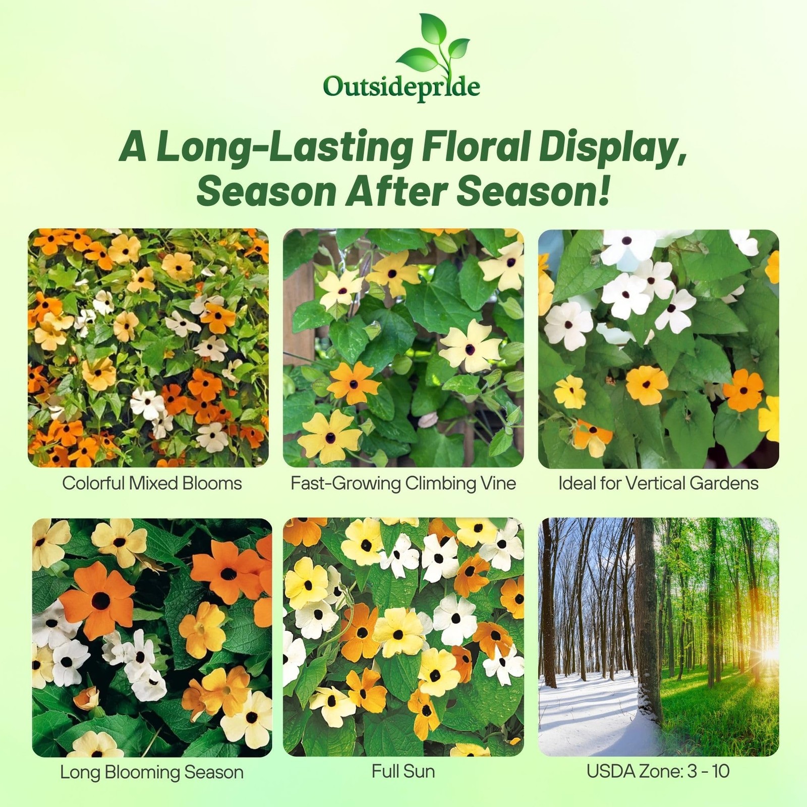 Sunrise Mix Black Eyed Susan Seeds – 100 Pcs Climbing Vine for Low Maintenance