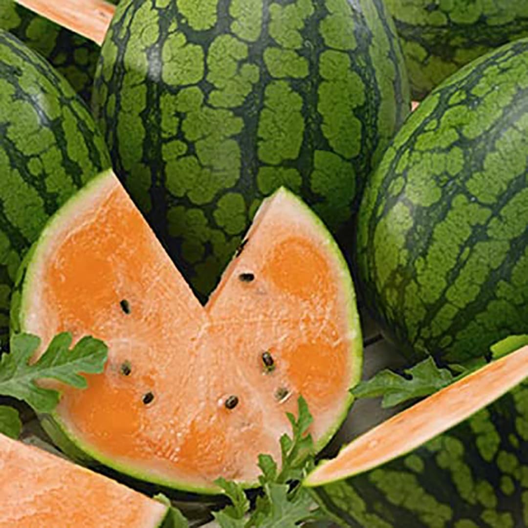 Delicious Tendersweet Orange Watermelon Seeds Produces Watermelons up to 153…
