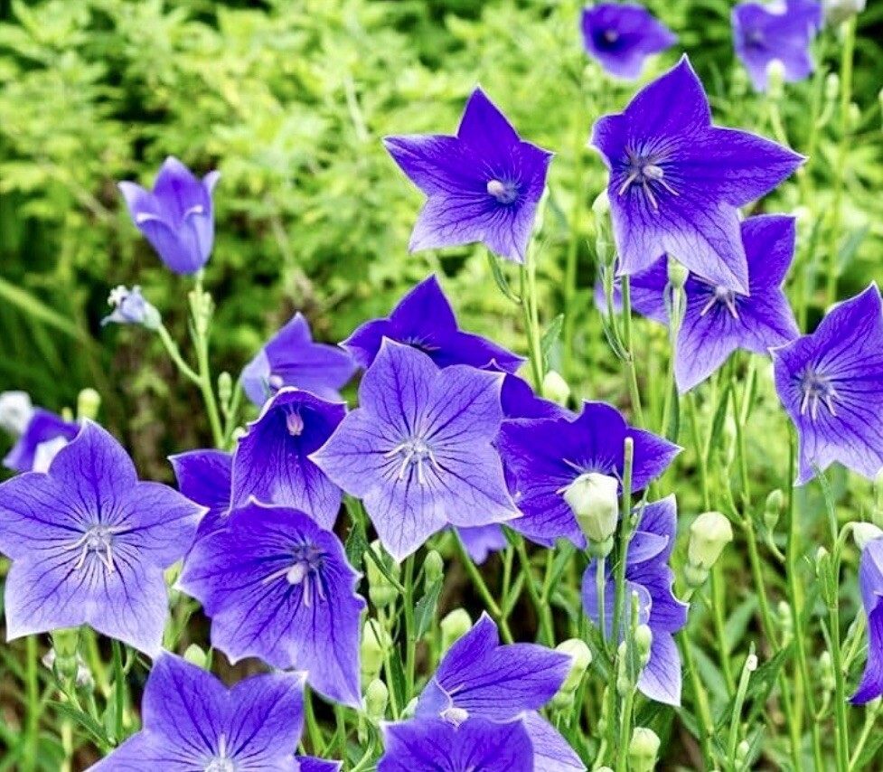 Balloon Flower Toraji {Platycodon grandiflorus}100+seeds Free Shipping!