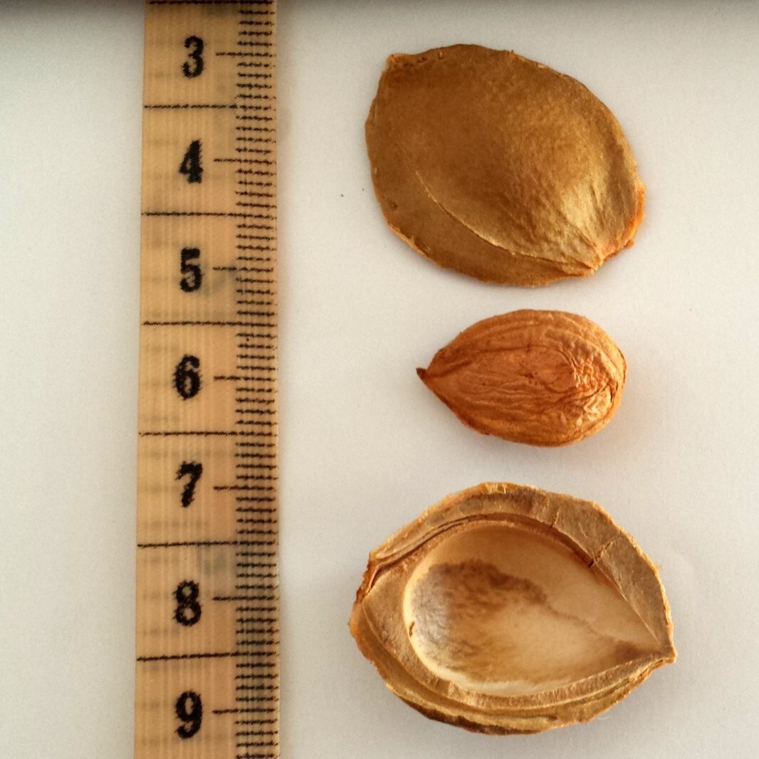 10 Lbs of Apricot Kernels (1lb x 10 bags) California Grown BITTER
