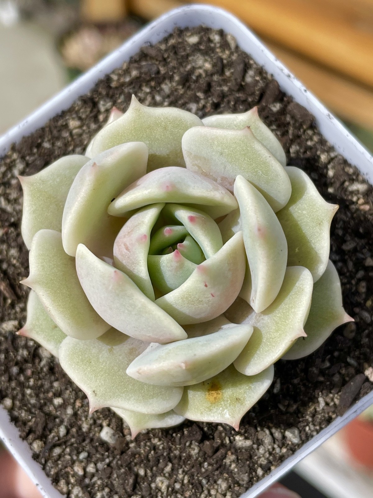 Rare Echeveria Lola Succulent Rooted Live Plant 1-2 Inch Home Decor Gift