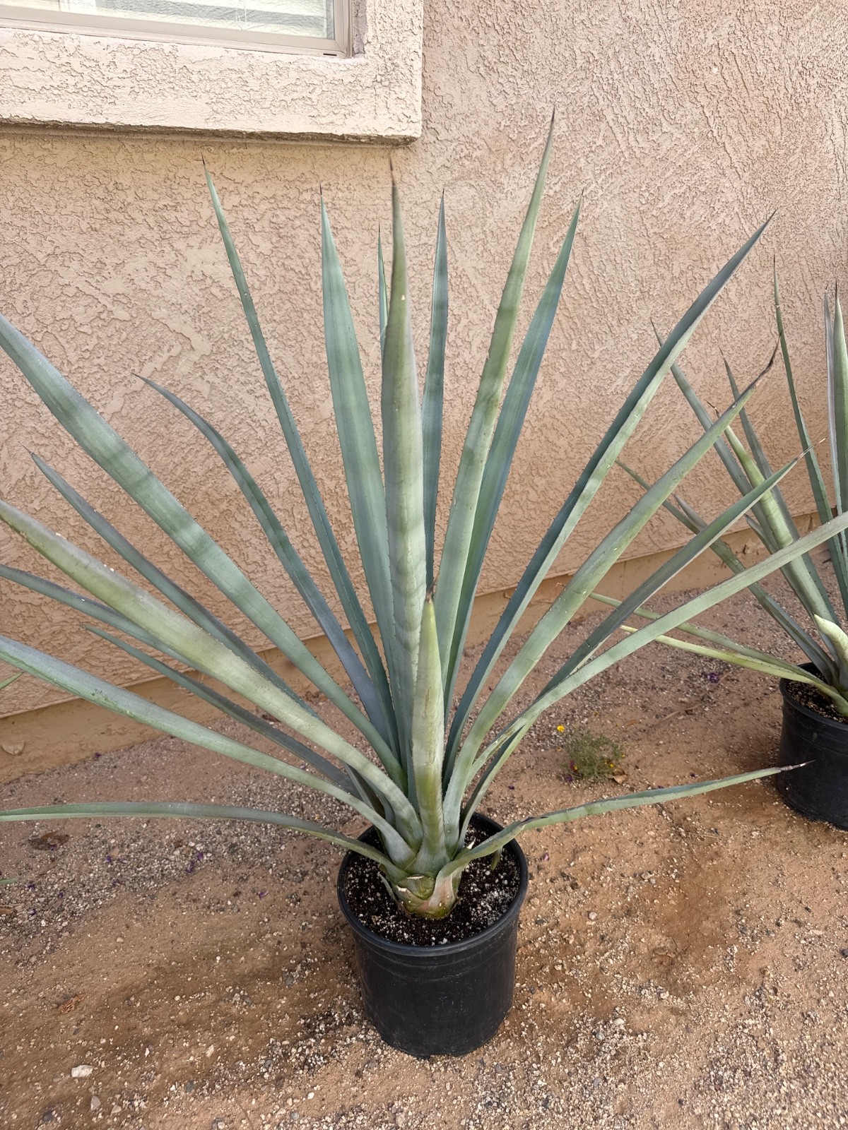 4 – Tequila BLUE AGAVE PLANTS – 5 gal, 3’x3′, 3 yrs old – $95ea. – $390 total