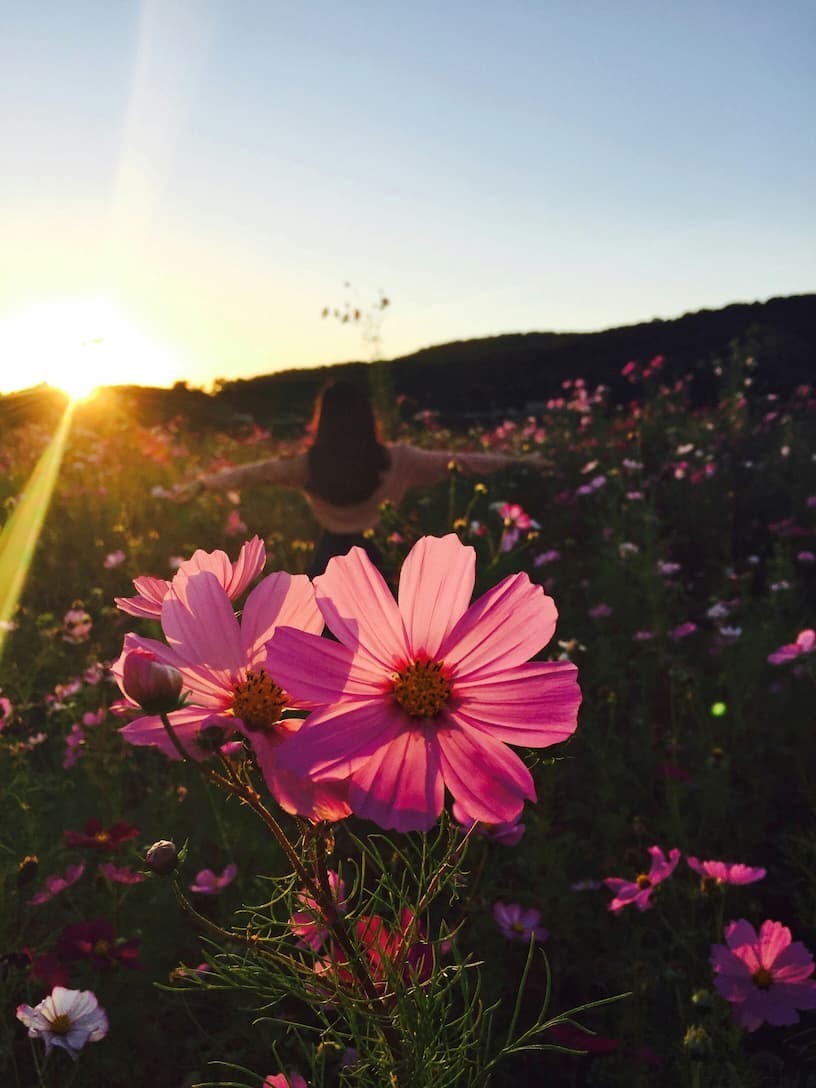 50 Seeds, Crazy Mix Cosmos (Cosmos bipinnatus) Non-GMO Seeds