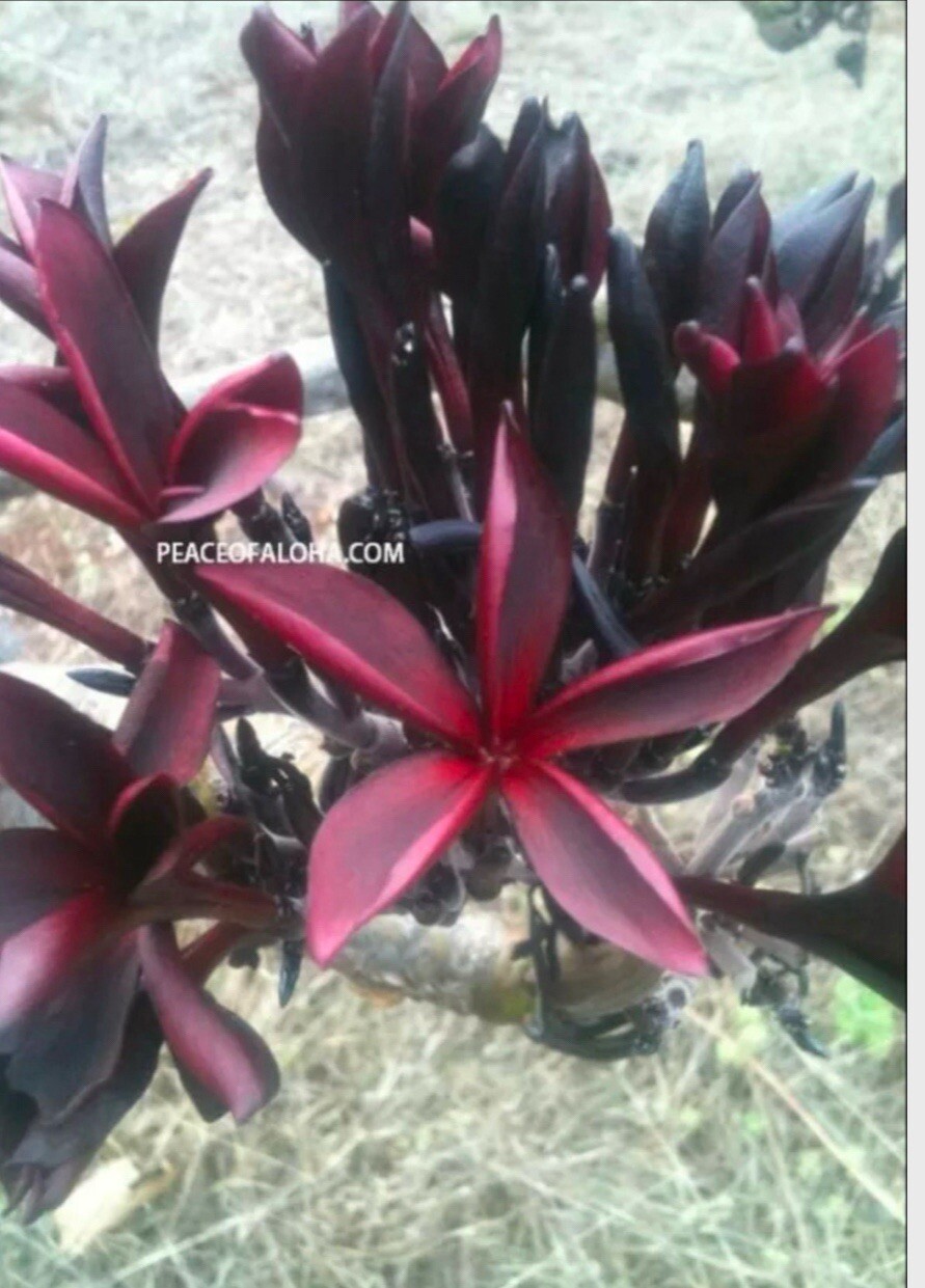 Plumeria Cuttings 1 Cut Of Hilo Beauty (10-12 Inches)