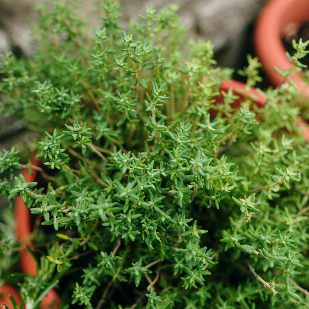Fresh Premium Thyme Seeds | Herb | Culinary | Heirloom Non-GMO | Herb Seeds