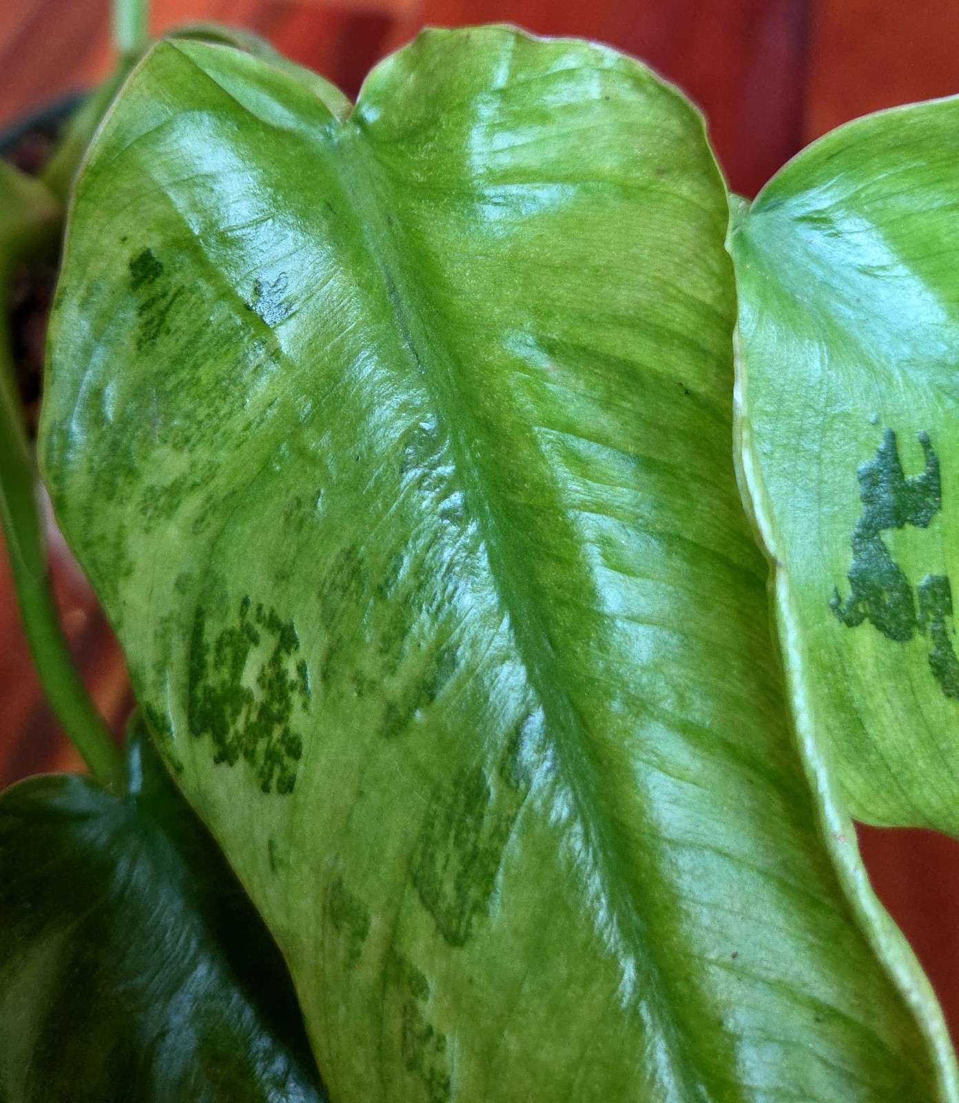 Rare Philodendron Mutant Jose Buono 27″ Wide Not Monstera Anthurium Syngonium