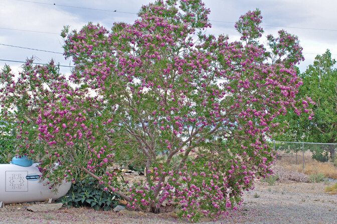 Desert Willow 100 Seeds Orchid Like Flowers Tree/Bush Chilopsis Linearis | USA