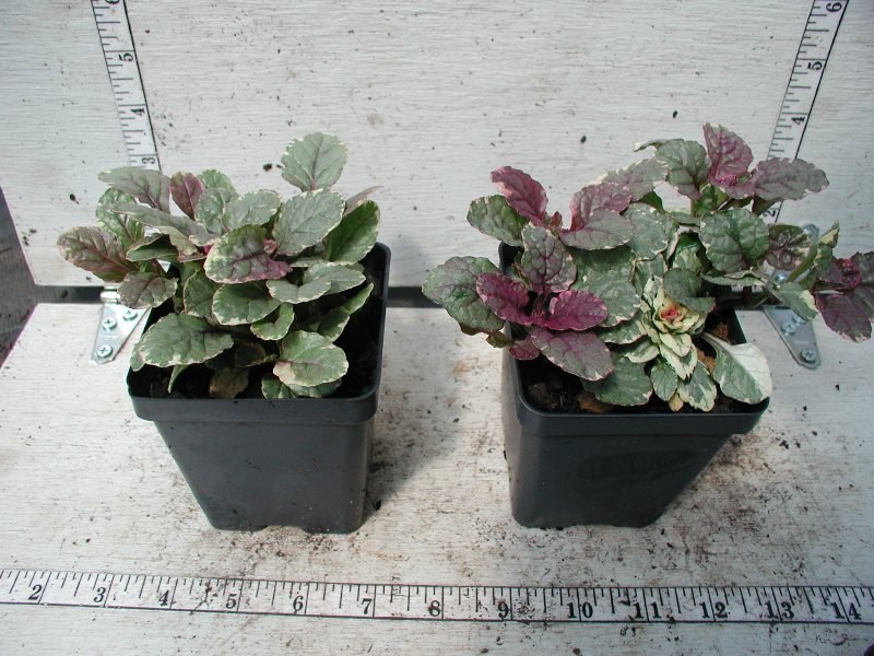 Ajuga Burgundy Glow 25 Plants in 3-1/2 inch Pots