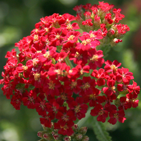 Red Yarrow Seeds | 500 – 10,000 Seeds | Non-GMO | Free Shipping | 1267