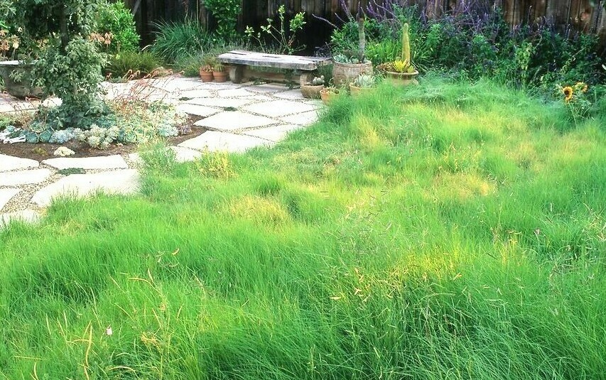1000+BLUE GRAMA Seeds Native Prairie Grass Drought Poor Soils Low Maintenace