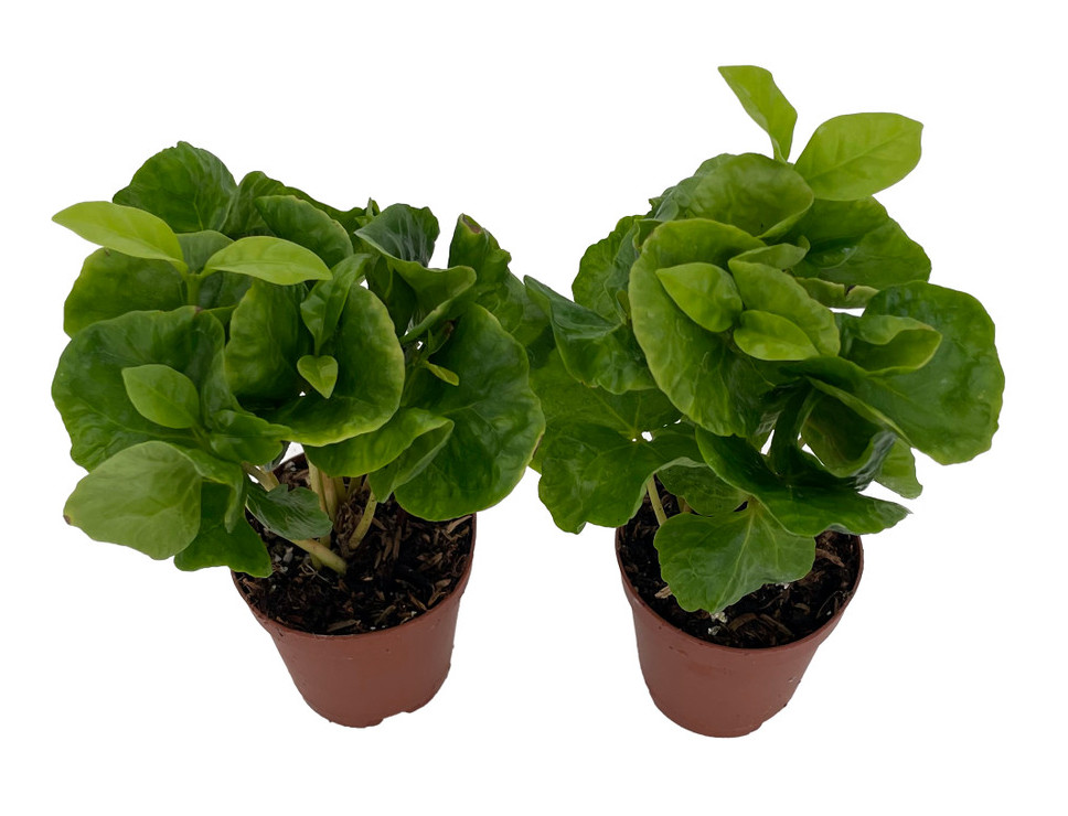Live Arabica Coffee Bean Plants – 2 Pack in 2″ Pots – Grow Your Own Coffee Plant