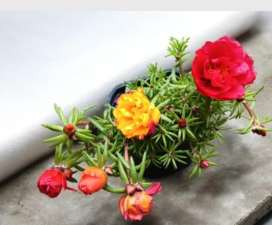 Moss Rose Live Plant 4 ” Pot Mix Colors Double Blooms