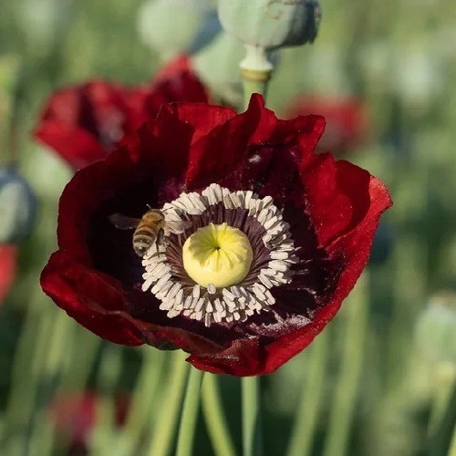 English Maroon Poppy Seeds XL Dark Red Flowers Stratified Genuine P Somniferum