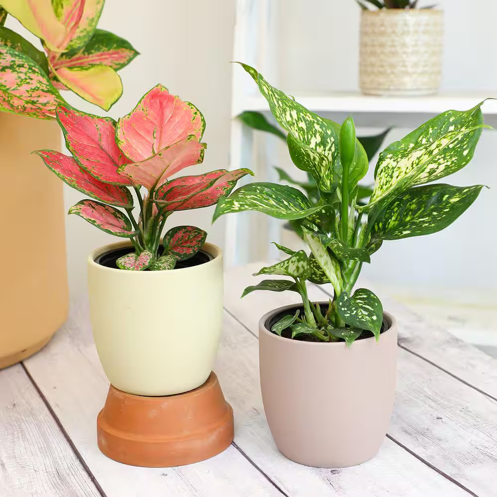 4.25 In. Aglaonema Assorted Houseplants (4-Pack)