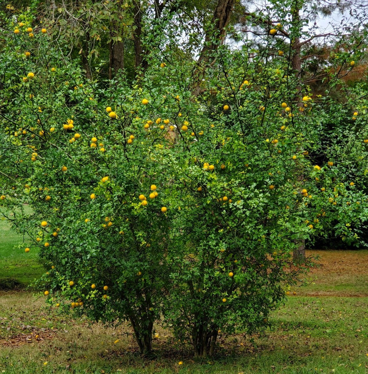 Poncirus Trifoliata Flying Dragon Trifoliate Citrus 2023 HARVESTED 100+ Seeds 🍊