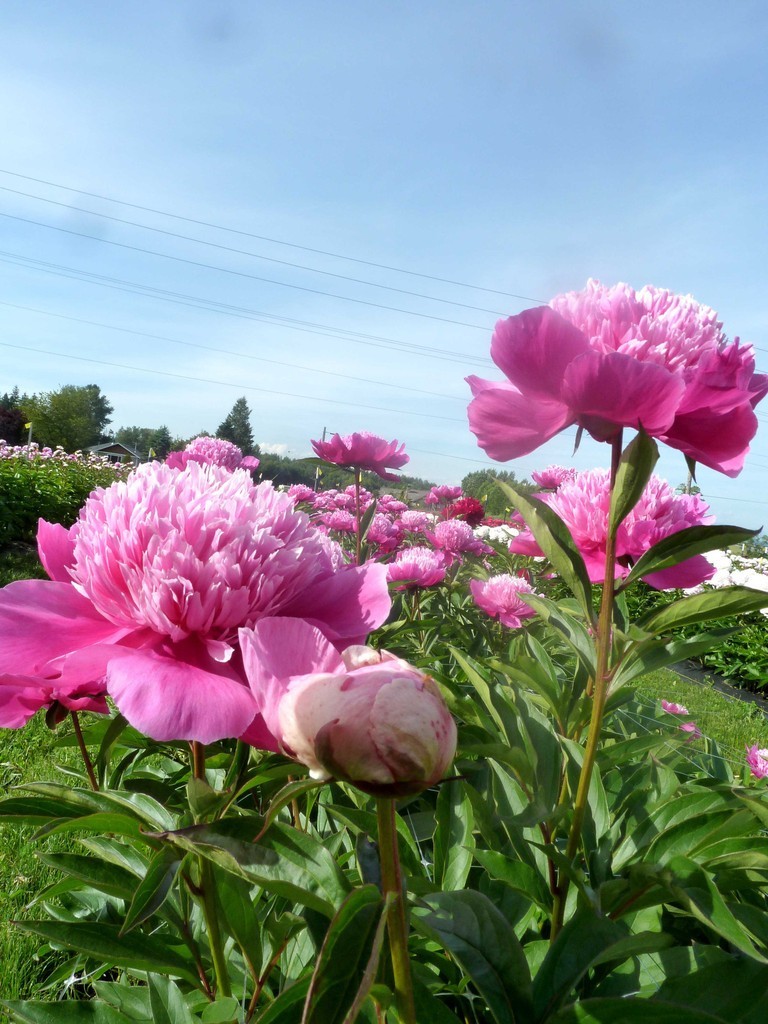 Peony/paeonia plant ‘Madame Emile Debatene’ 3/5 eye bare root Shipping Apr 2026