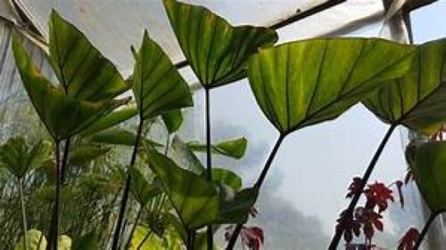 Tea Cup – Colocasia esculenta- Elephant Ear – SMALL ROOTED STARTER Plant