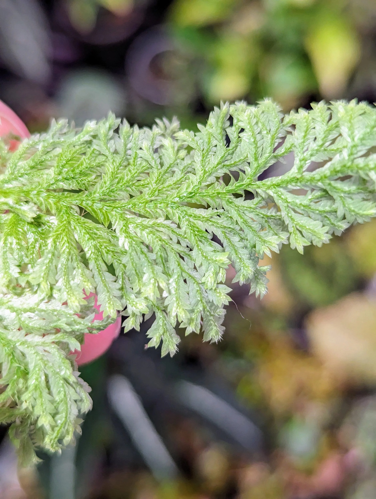 Selaginella sp. white peru [cutting]