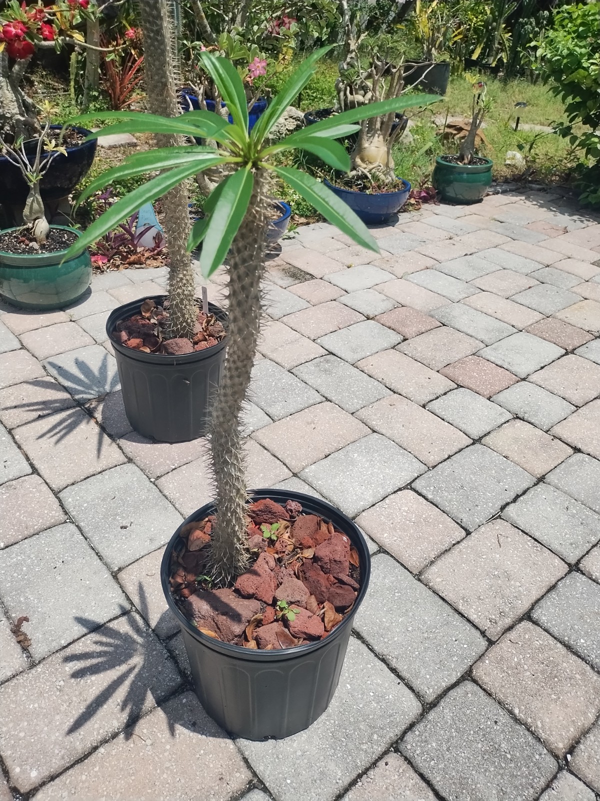 Pachypodium lamerei ‘Madagascar Palm, 30 Inches Tall. Plant #3
