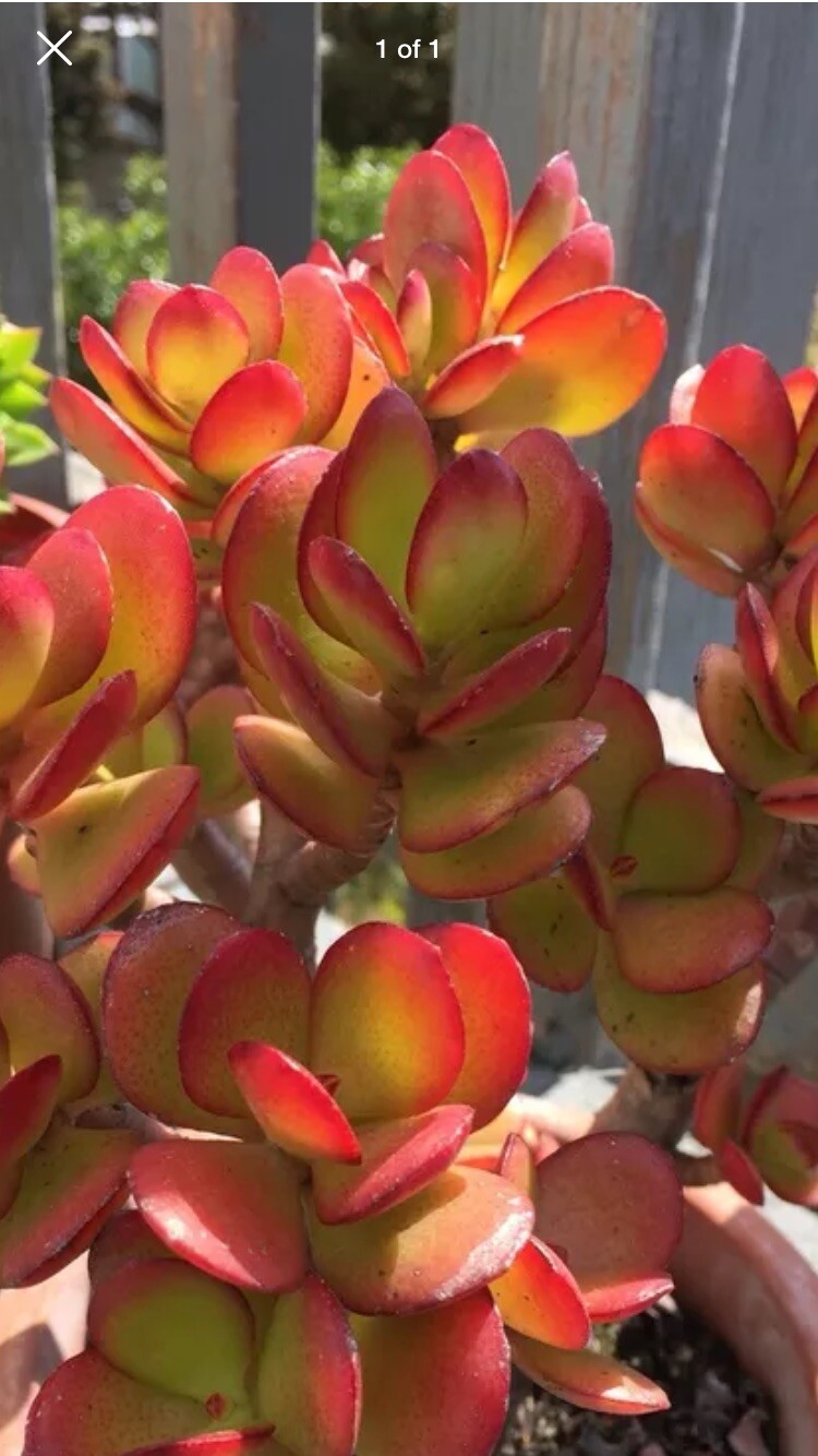 RARE RED AKAI Jade Succulent Crassula Ovata Plant 1 Cutting Without Root