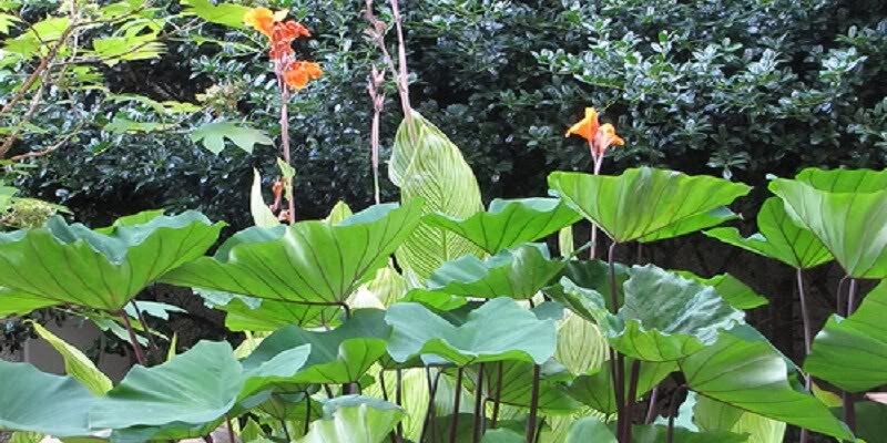 Tea Cup – Colocasia esculenta- Elephant Ear – SMALL ROOTED STARTER Plant