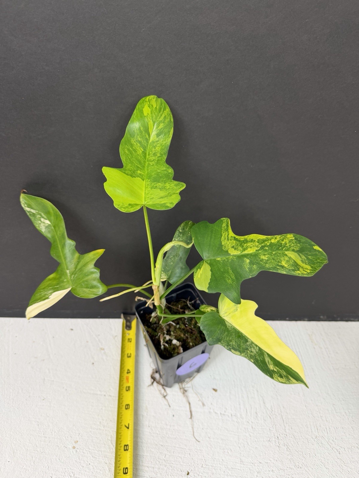 philodendron florida beauty x mayoi Variegated