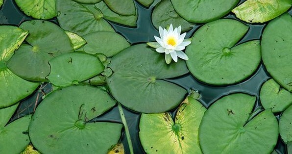 Lily Pads – Perennial Bare Root Live Garden Plant Outdoor