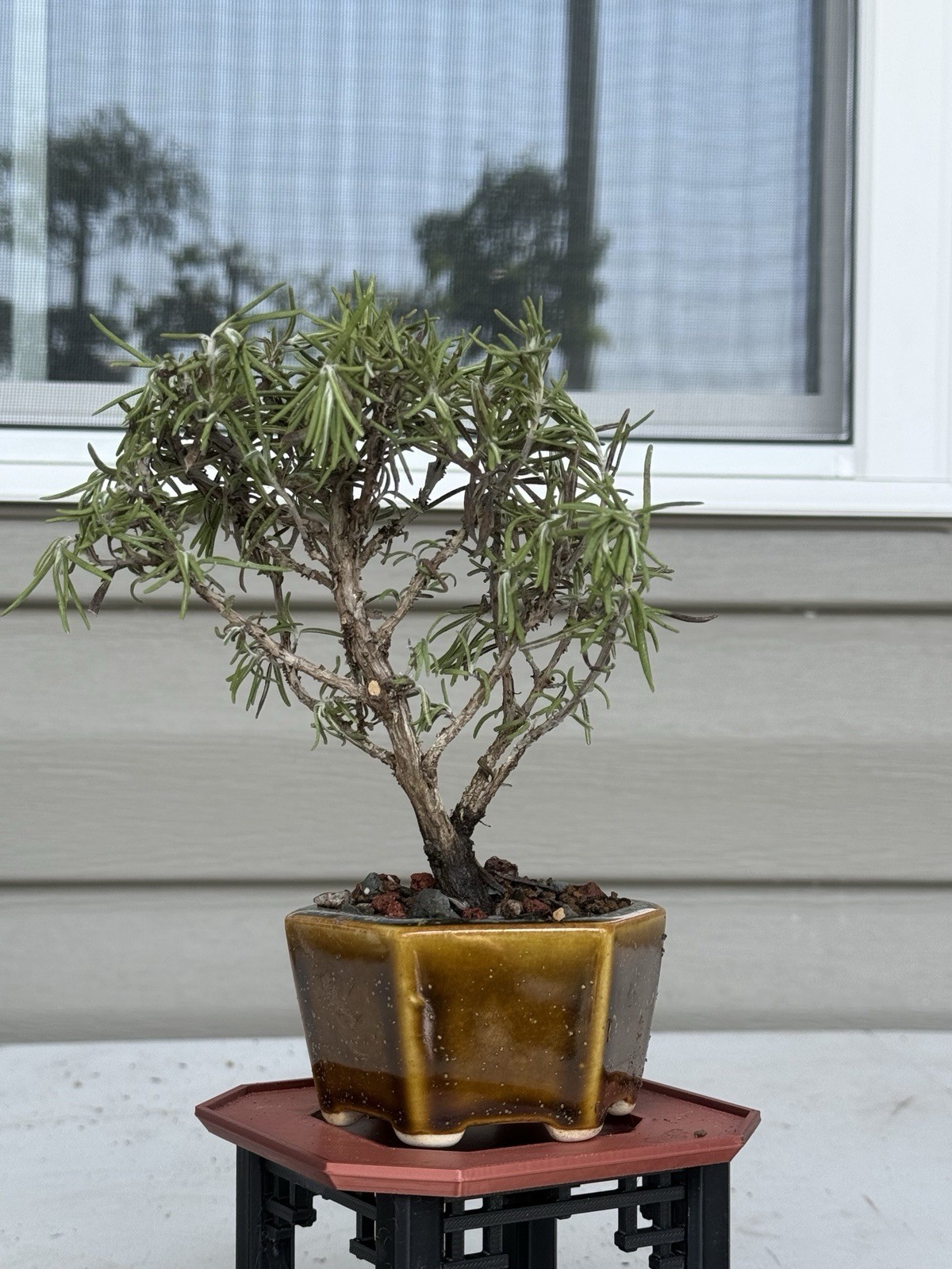 Tuscan Blue RoseMary Bonsai Mame Size 4 Inch Height On Golden Nemako Pox Hexagon