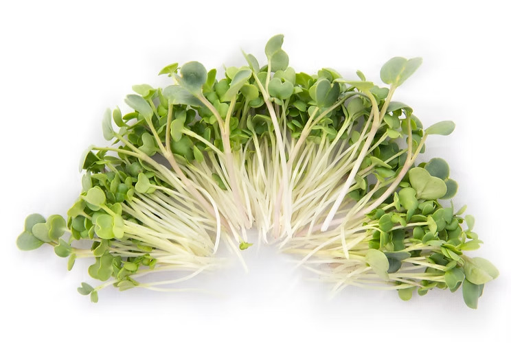 3-pack combo Savory/Spicy Powerhouse Microgreens seeds non-GMO (2.5oz. pack ea.)