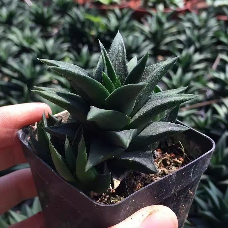 Rare Succulent Plants | Live House Plants for Home Office and Garden Decor