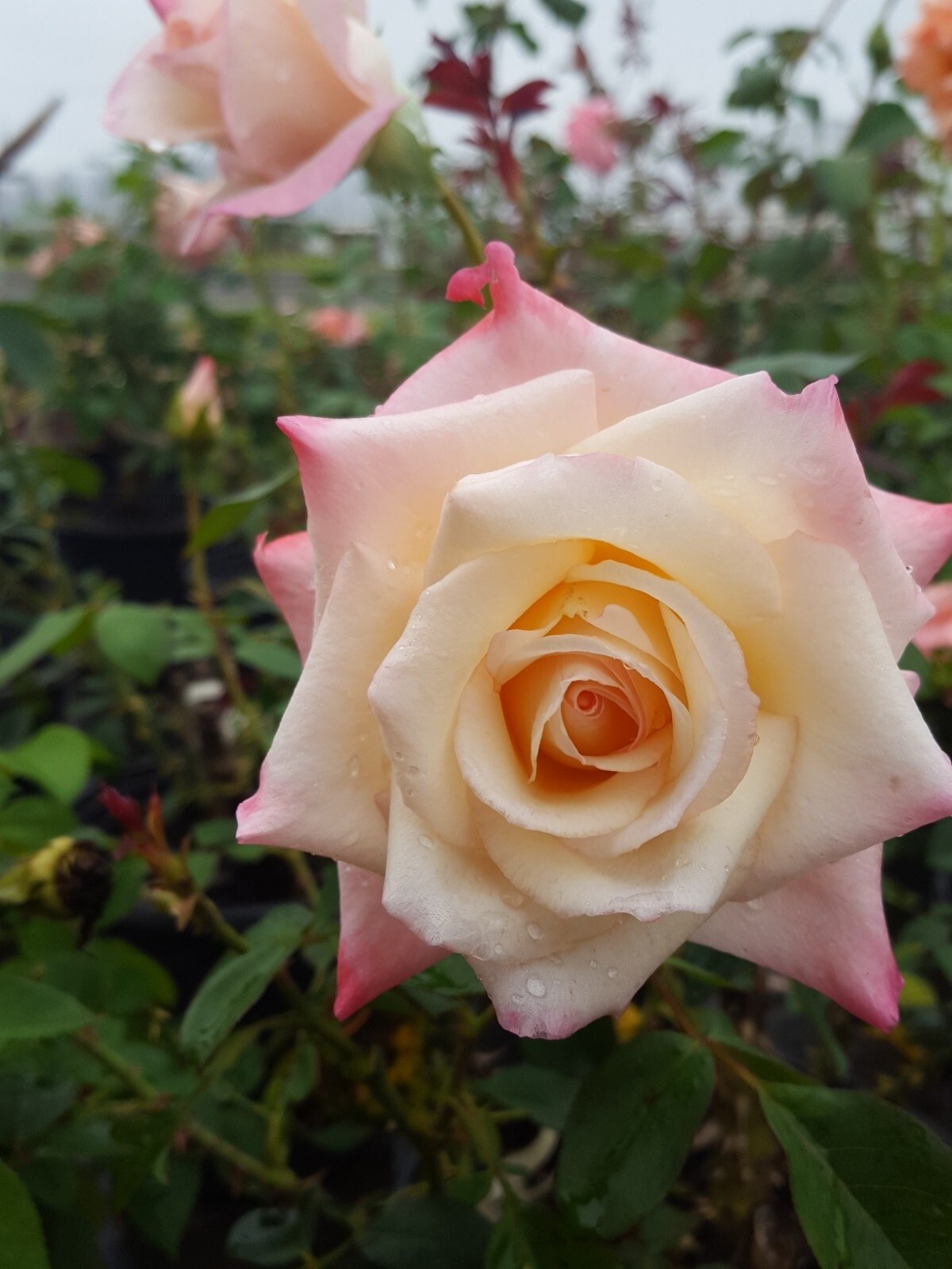 Peace Rose Yellow Blend Hybrid Tea 5 Gal Bush Plant Plants Fine Roses Landscape