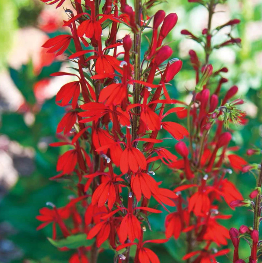 Red Cardinal Flower – 5 Roots Fresh – No Shipping to AK, HI, or PR