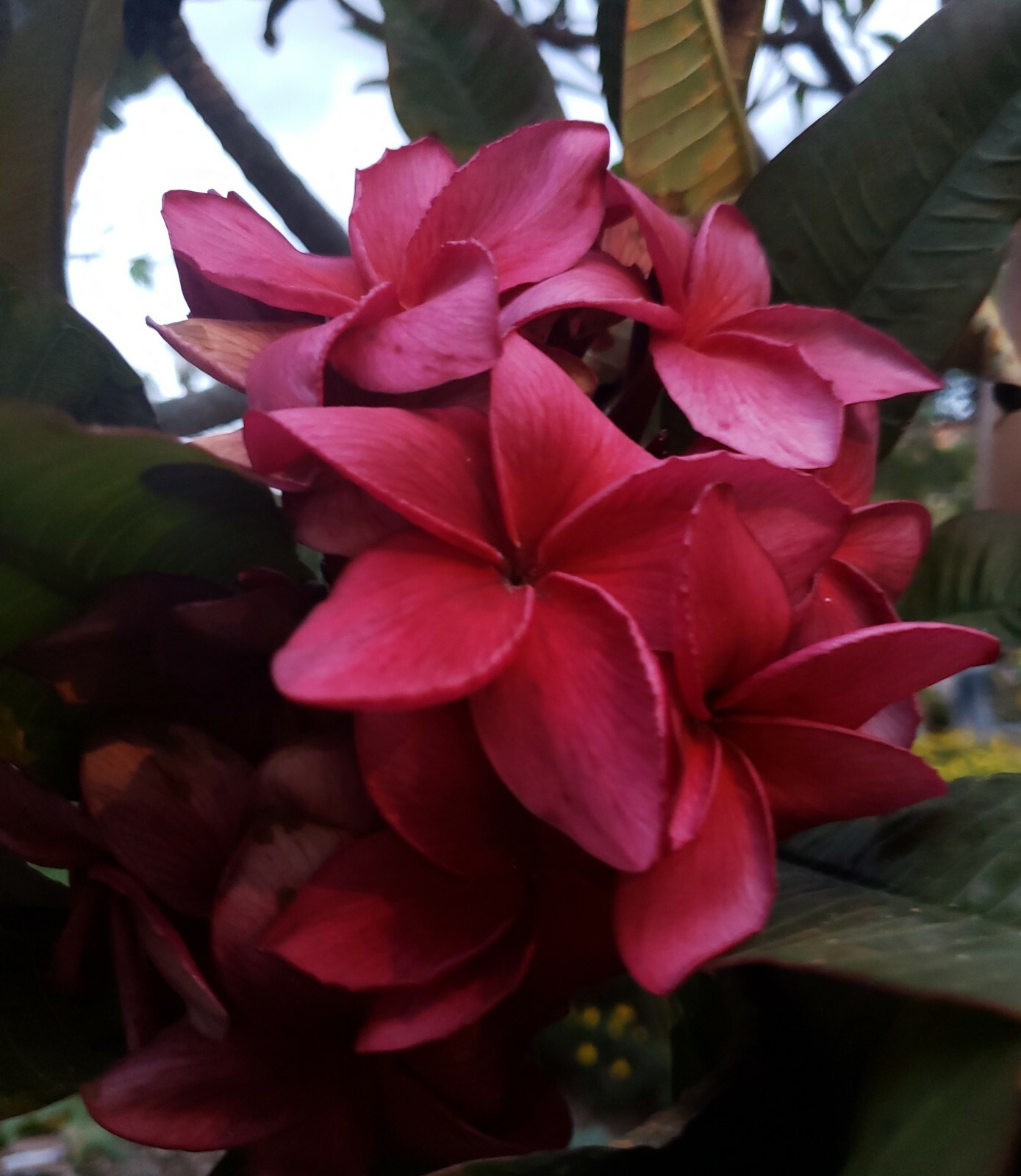 2 PLUMERIA Wildfire Red Rare CUTTINGs ~ 9 to 12 inches tall