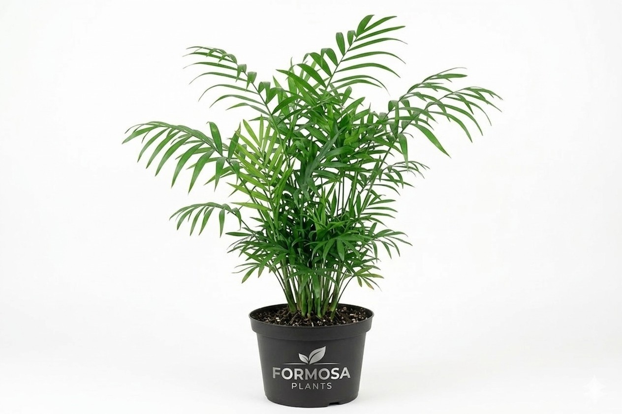 Parlor Palm – Live Plant in a 4 Inch Pot – Easy Care -Chamaedorea elegans