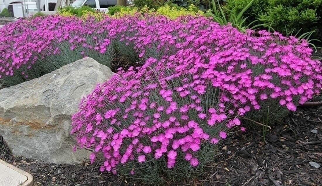 Dianthus Firewitch | 2 Inch | Dianthus gratianopolitanus | Low Maintenance Plant