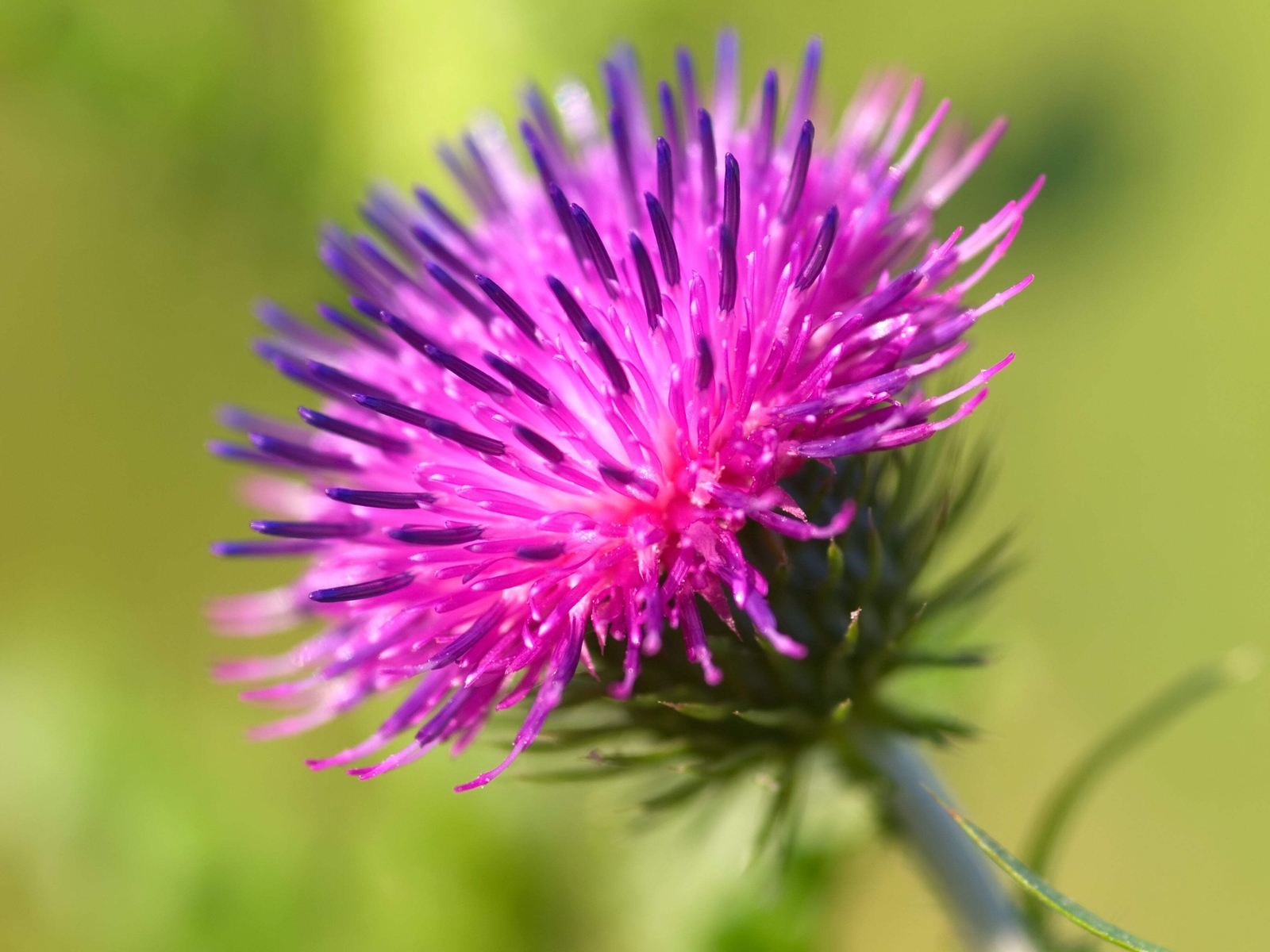 200 Great BURDOCK Arctium Lappa (Edible Burdock Cockle-Button) HERB Flower Seeds