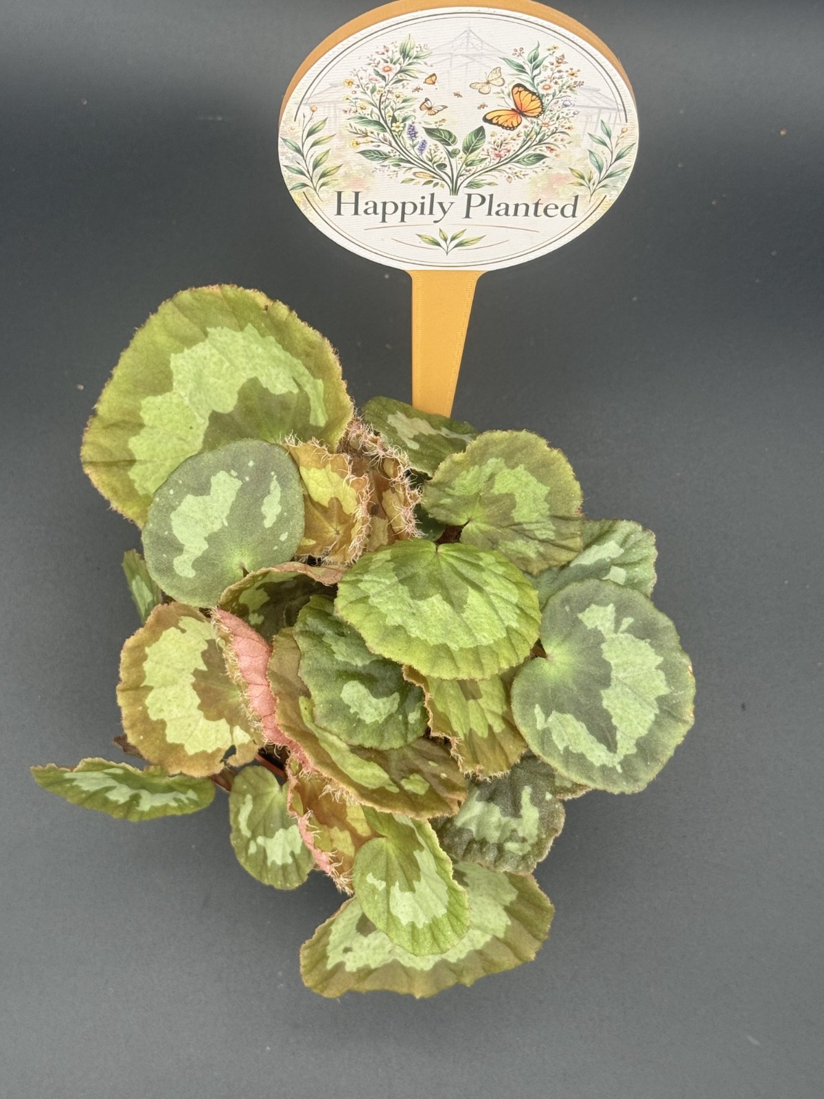 Jingxiensis Var Mashanica Begonia – 4″ Pot Live Plant – Free Shipping